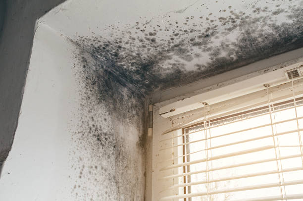 Affordable Attic Mold Remediation solutions in Eatontown, NJ